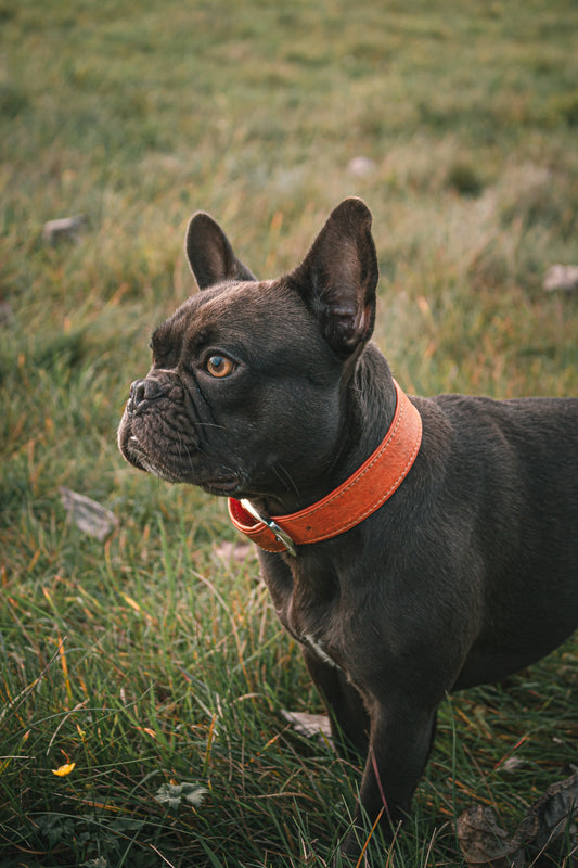 Sådan rengør du hundehalsbånd: Instruktioner til stof og læder